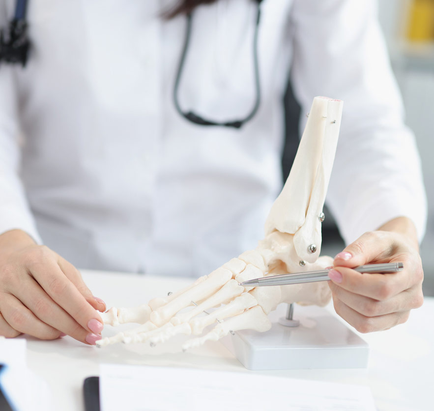 A doctor pointing to the bones in an ankle